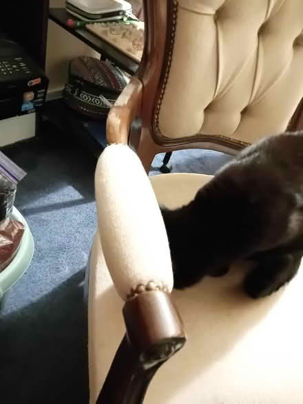 Photo of free Upholstered Chair (Kempston MK42) #4