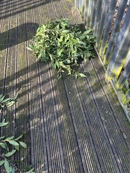 Photo of free Fresh bay leaves (Hartford PE29) #1