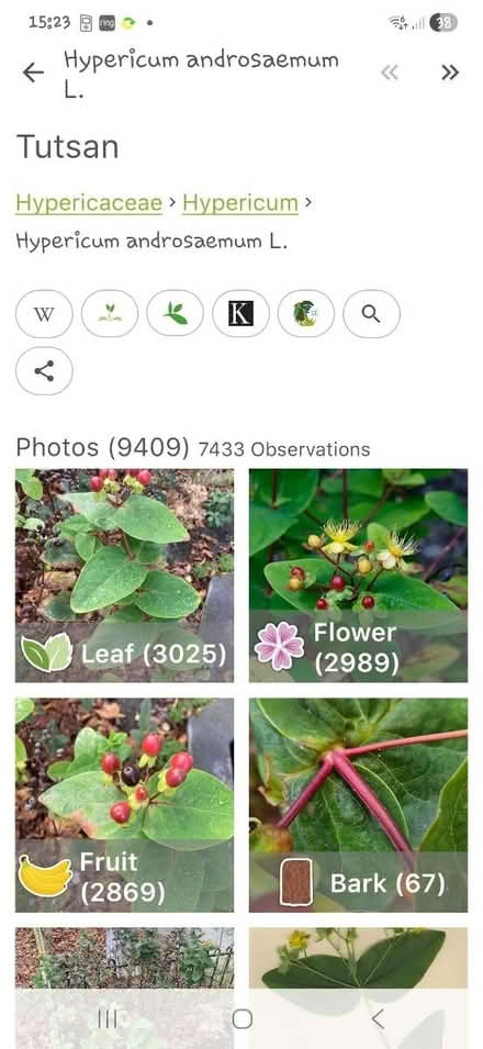 Photo of free Tutsan (Berry bush) (Poplars SG2) #1