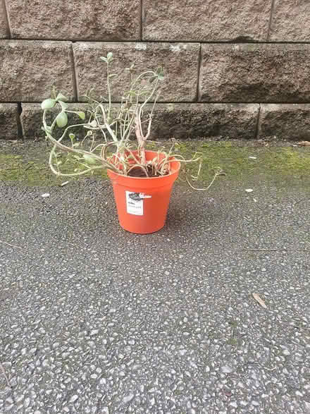 Photo of free Money plant #3 (M20) #1