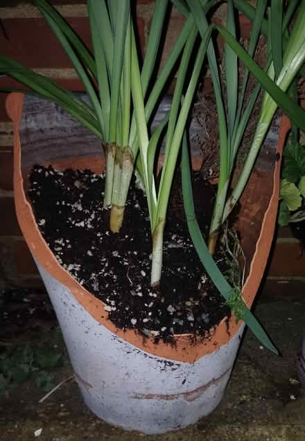 Photo of Plant pot. (Chichester PO19) #2