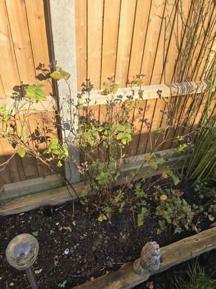 Photo of free Tutsan (Berry bush) (Poplars SG2) #2