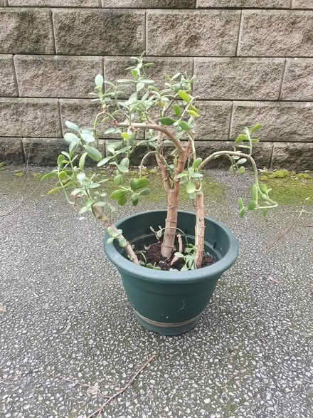 Photo of free Money Tree Plant #1 (M20) #1