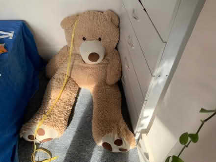 Photo of free Giant teddy bear (Newhaven BN9) #1