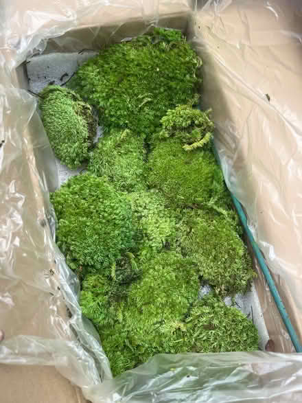 Photo of free Sphagnum moss (Botley OX2) #1