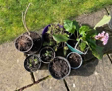 Photo of free Plants (Wickwar GL12) #1