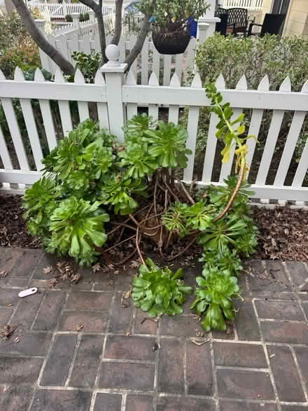 Photo of free Large Succulent Plant (Downtown Campell) #1