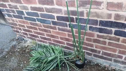 Photo of free artificial plant (palm) (Manor Park S2) #1