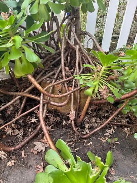 Photo of free Large Succulent Plant (Downtown Campell) #3