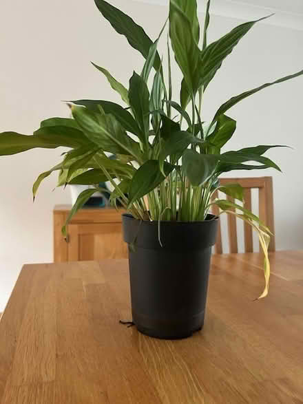 Photo of free Green plant (Stevenage SG2) #1