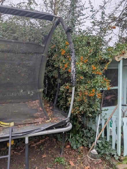 Photo of free Trampoline (Golders Green NW11) #2