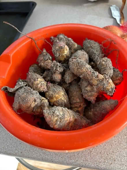Photo of free Jerusalem artichokes (Eastbourne BN20) #1