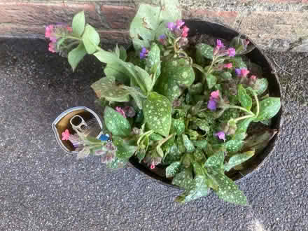 Photo of free Pulminaria (Worlds End Burgess Hill) #1
