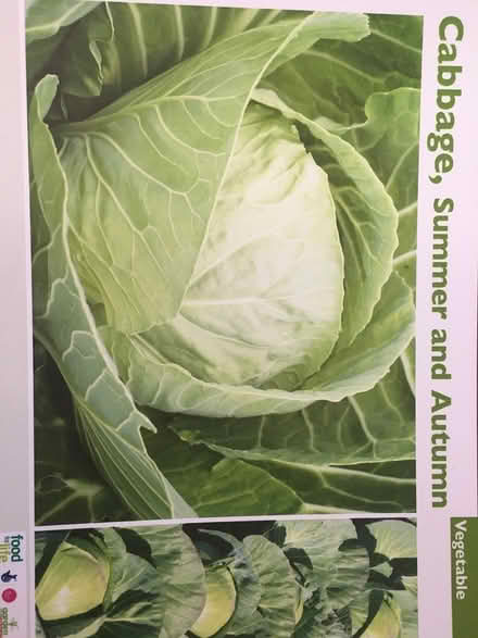 Photo of Cabbage seeds (Near Old Street Station) #1