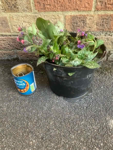 Photo of free Pulminaria (Worlds End Burgess Hill) #2