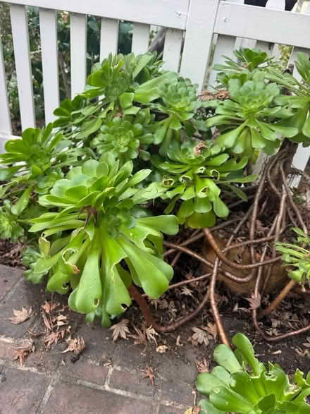 Photo of free Large Succulent Plant (Downtown Campell) #2