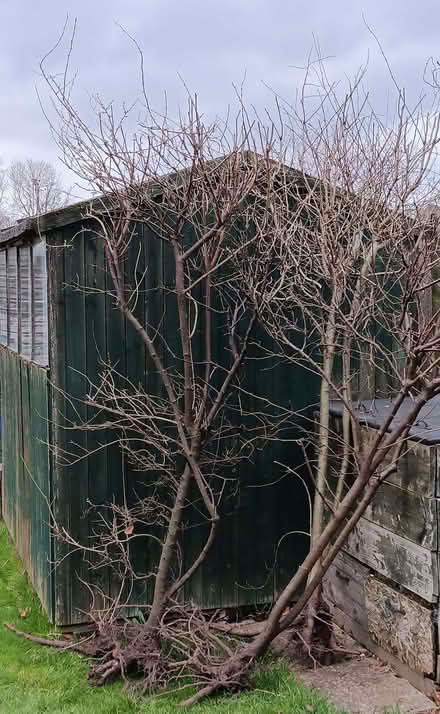Photo of free Hawthorn & Blackthorn Trees (Chippenham SN15) #2