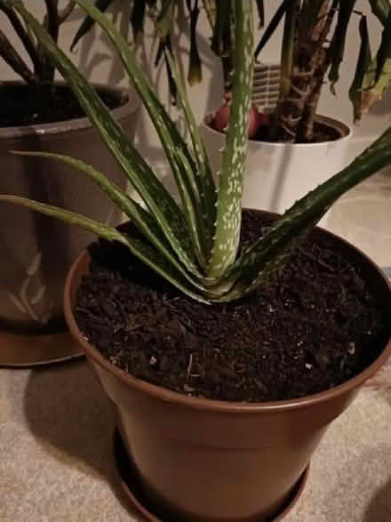 Photo of Plant pots (Leith EH6) #1