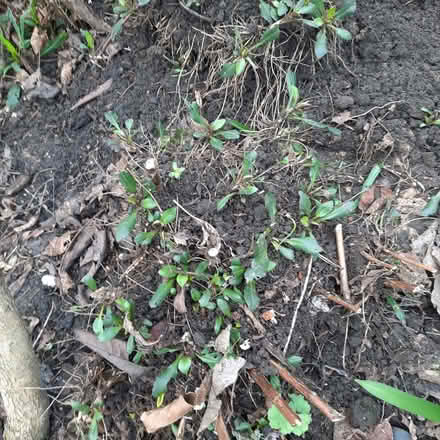 Photo of free Perennial asters (Southport PR9) #1