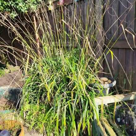 Photo of free Large pond grass (Fordham Heath CO3) #1