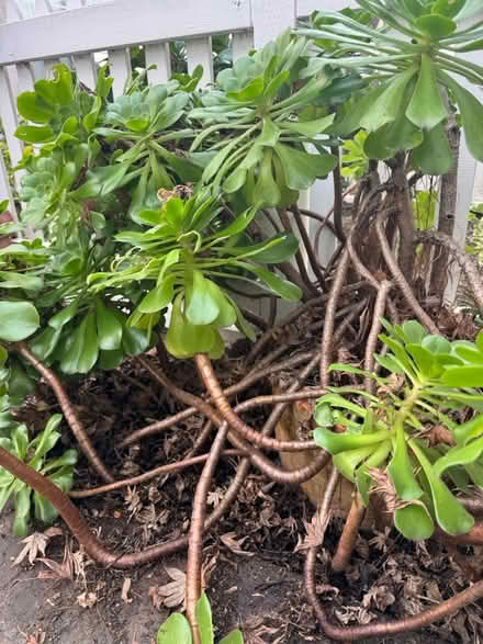 Photo of free Large Succulent Plant (Downtown Campell) #4