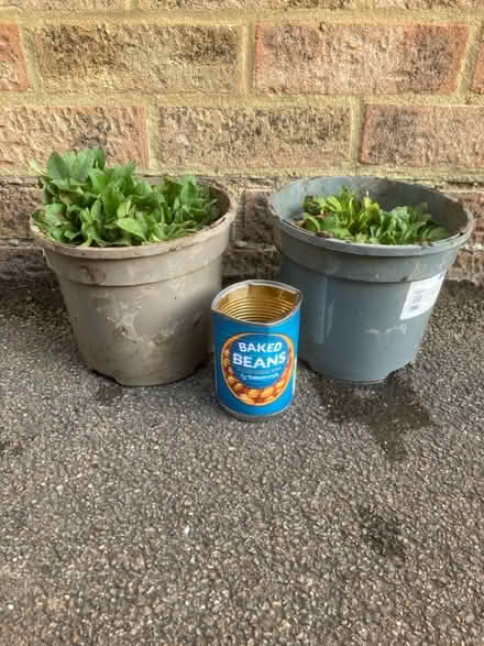 Photo of free Forget me nots (Worlds End Burgess Hill) #2