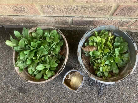 Photo of free Forget me nots (Worlds End Burgess Hill) #1