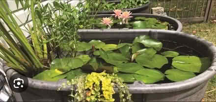 Photo of Bath/ large trough or similar (Newton CO10) #1