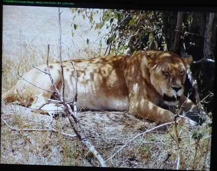 Photo of free Monitors 2-3 (West Oxfordshire OX28) #3