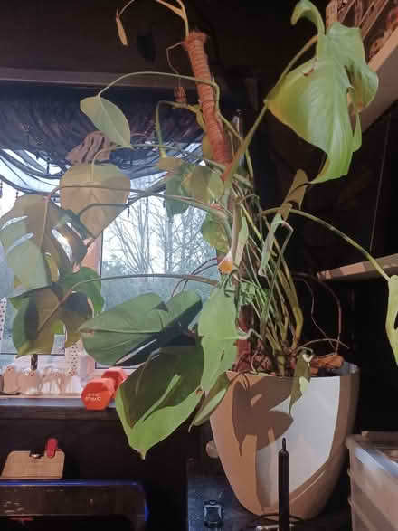 Photo of free Monstera plant (Holmeslack, PR1) #1