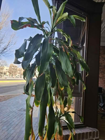 Photo of free Plants (Central and Broadway) #2