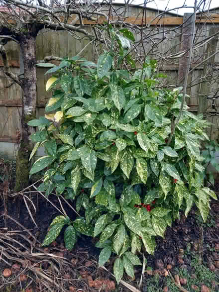 Photo of free Large Aucuba japonica (Bare LA4) #1