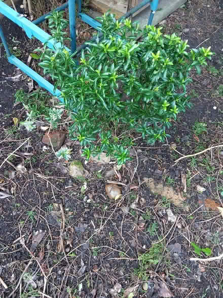 Photo of free plain green euonymus (Bare LA4) #1