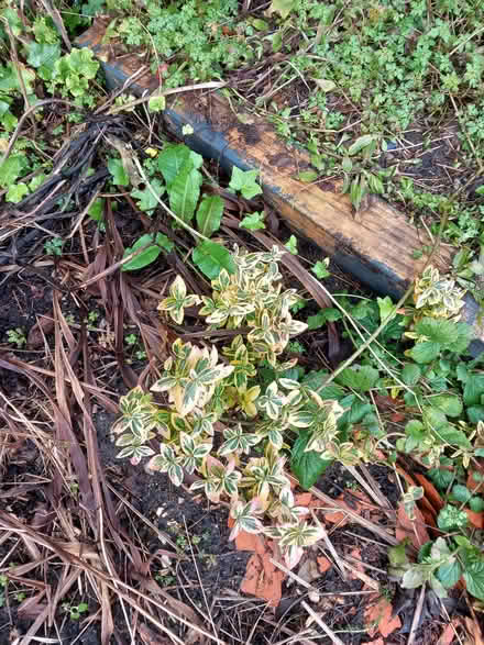 Photo of free golden variegated euonymus no 2 (Bare LA4) #1