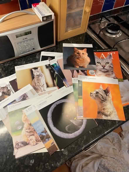 Photo of free Cat Pictures (CT11) #1