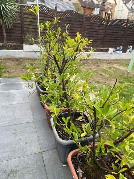 Photo of free Hedging 8 pots (Cuffley) #2