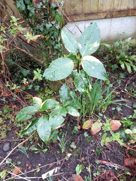 Photo of free Aucuba japonica seedling (Bare LA4) #1