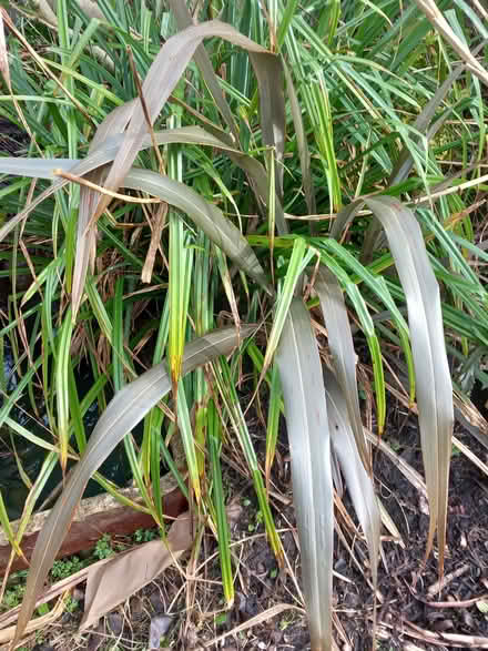Photo of free Phormium (Bare LA4) #1