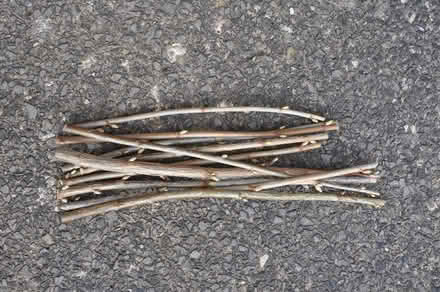 Photo of free Black currant cuttings (Taunton) #1