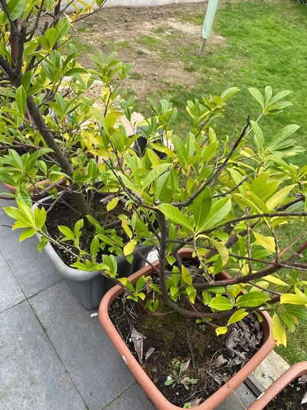 Photo of free Hedging 8 pots (Cuffley) #1