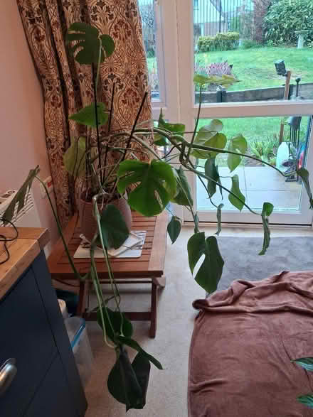 Photo of free Swiss cheese plant (Roffey, Horsham) #2