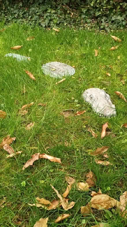 Photo of free Lawn Crocodile (Stanford le hope, SS17) #1
