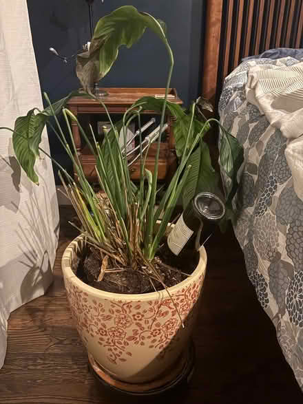 Photo of free Maybe you can save this Peace Lily (Columbia Heights) #1