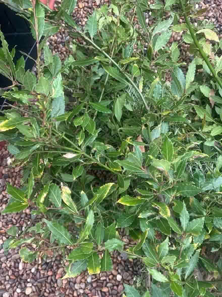 Photo of free Bay leaves (Bedford MK41) #1