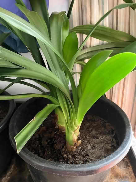 Photo of free 3 medium sized Clivia plants (Frome Somerset) #1