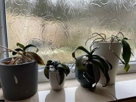 Photo of free House plants (Great Wood TN33) #2