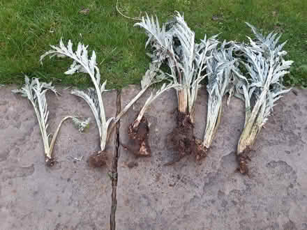 Photo of free Globe Artichoke Plants (Letchworth (Standalone area)) #1