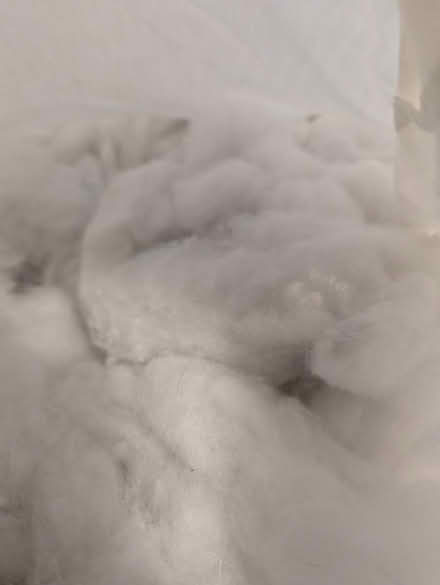 Photo of free Pillow stuffing (Etobicoke) #1