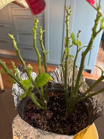 Photo of free Robust Pointsetta (Andersonville) #2