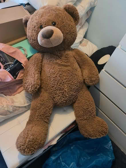Photo of free Massive teddy (Borehamwood) #1
